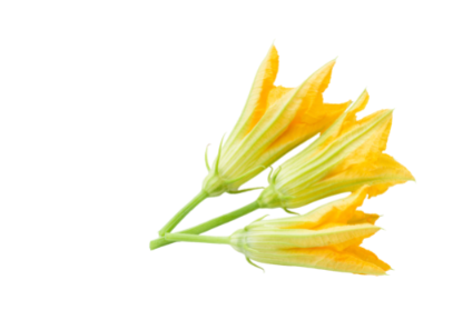 Fiori di zucca