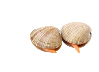 Vongole veraci