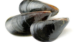 Cozze