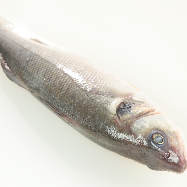 Branzino