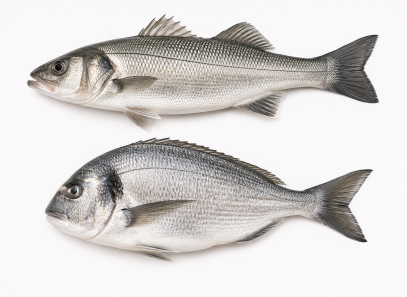 Spigola e orata: come riconoscere le differenze e le ricette più buone