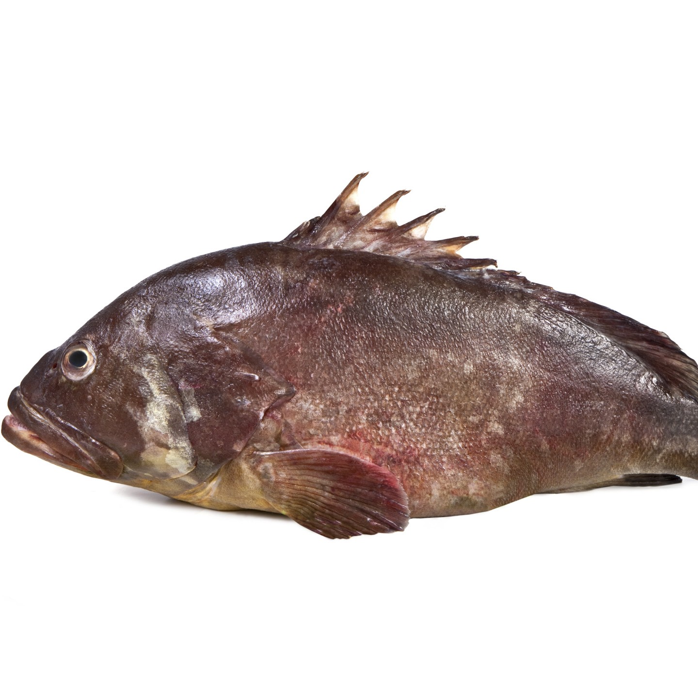 ricette-con-cernia-casa-pappagallo