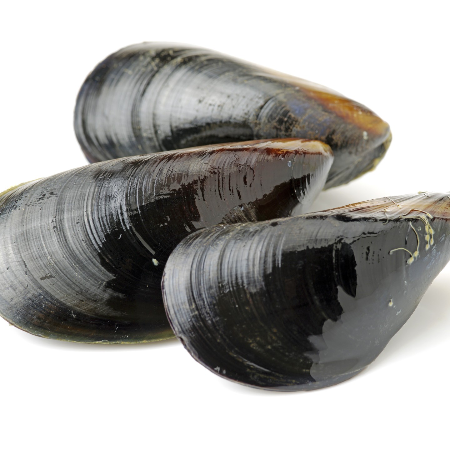 Cozze