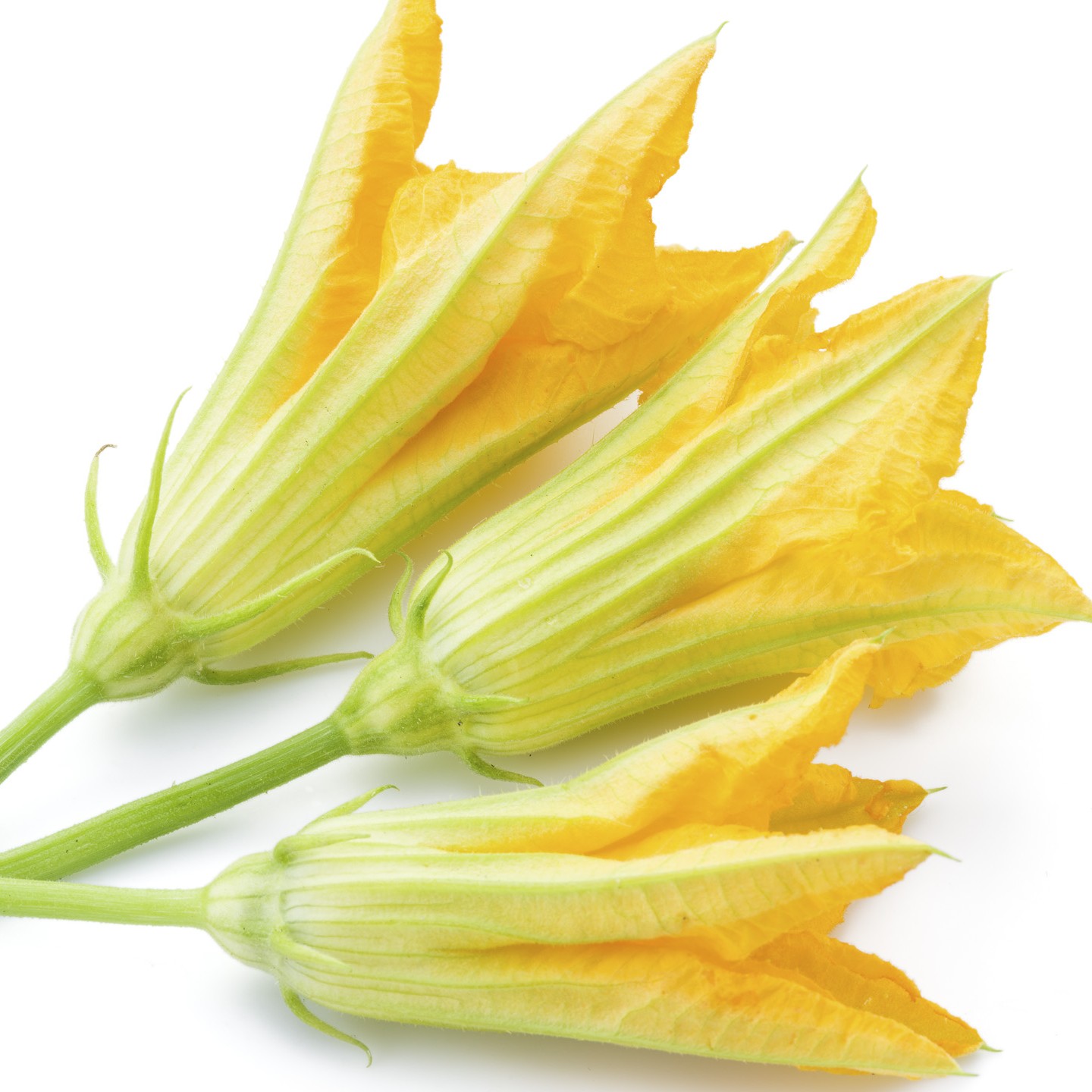 Fiori di zucca