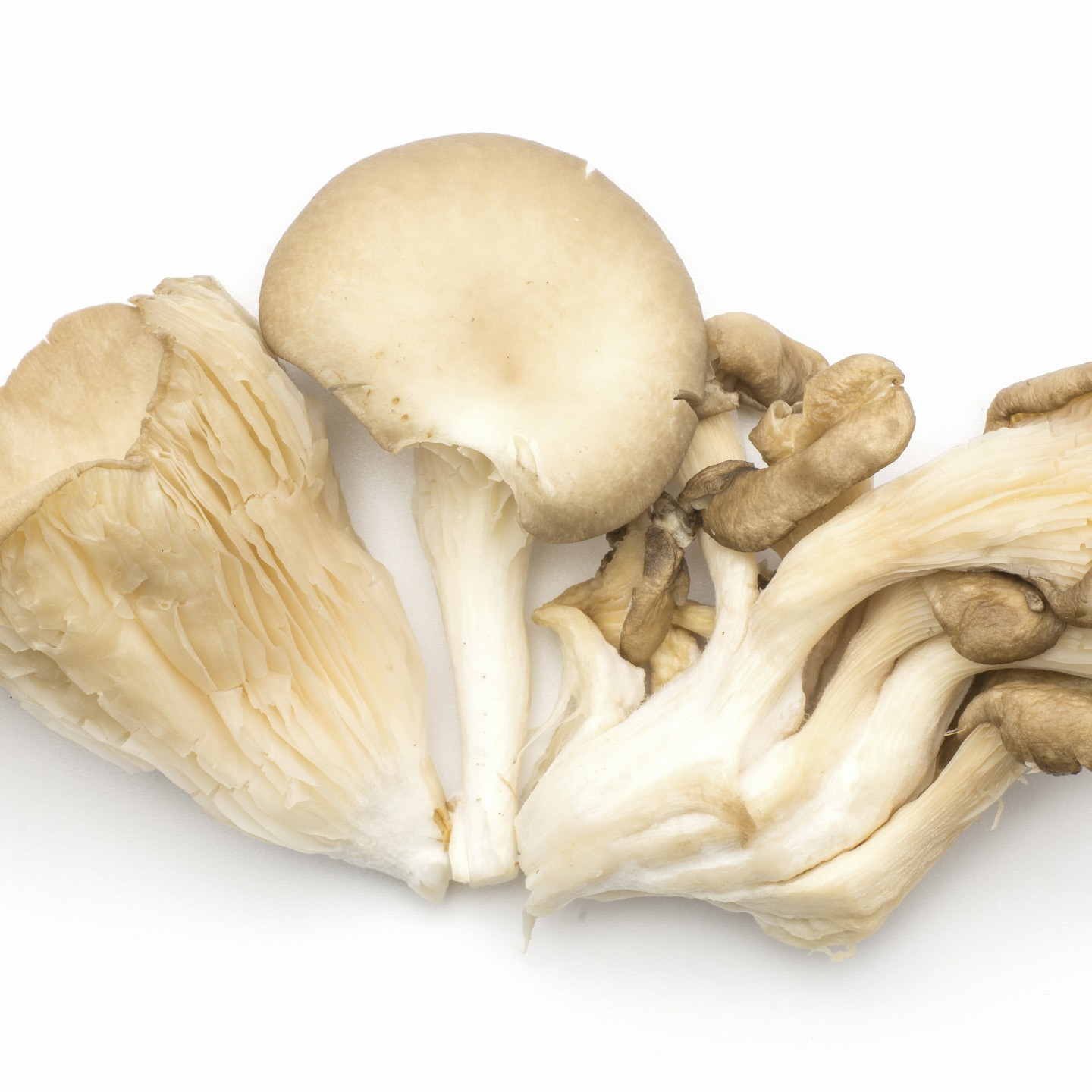 Funghi pleurotus